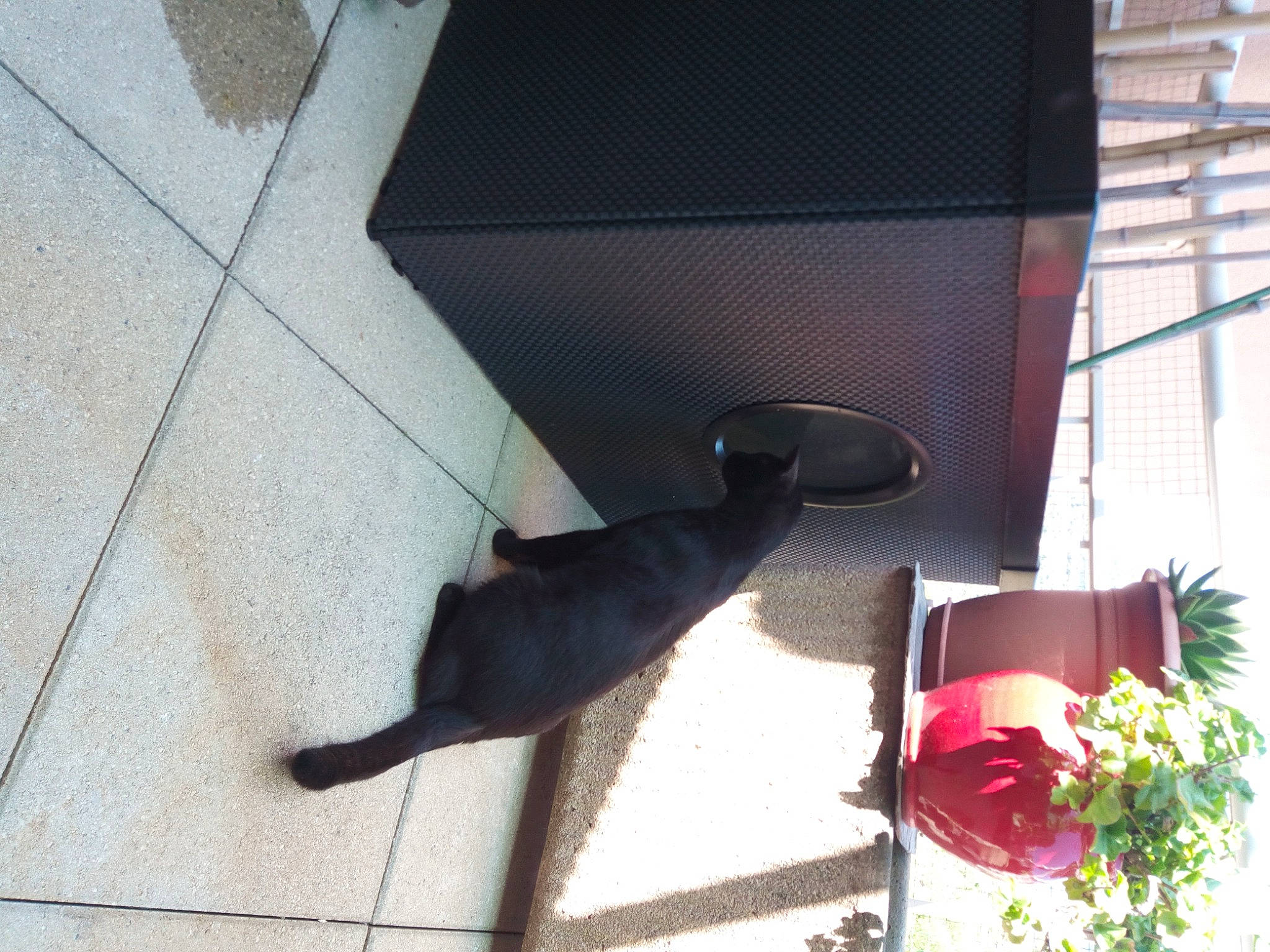 Chouchou participe au concours pour gagner de l'argent avec cette photo : black_cat, canidae, carnivore, cat, dog_breed, domestic_short_haired_cat, felidae, flooring, flower, flowerpot, houseplant, pet_supply, plant, shade, small_to_medium_sized_cats, sporting_group, tail, tints_and_shades, whiskers, window