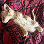 Phuma is registered to the contest to win money with this photo: kitten, sleeping, orange_cat, fluffy, pet, bed, blanket, patterned_blanket, fur, cute, domestic_cat, resting, animal, young_cat, cozy, indoor, paw, tail, whiskers, relaxed