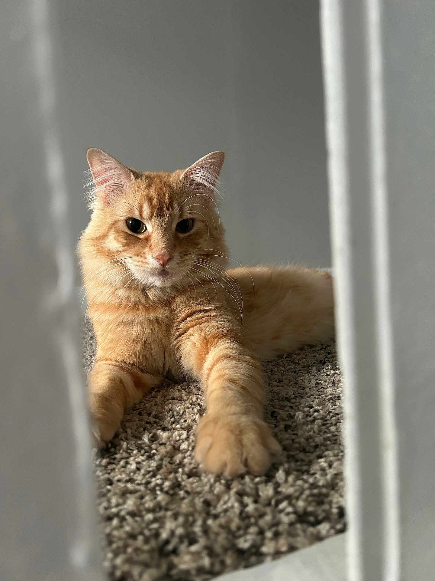 Phuma is registered to the contest to win money with this photo: cat, orange_tabby, carpet, indoor, pet, feline, relaxed, paw, fur, whiskers, closeup, portrait, animal, domestic_cat, laying_down, focused, cozy, soft_light, texture, framed