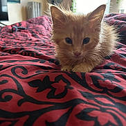 Phuma is registered to the contest to win money with this photo: kitten, cat, orange_cat, pet, indoor, blanket, pattern, fur, animal, cute, resting, curious, bedroom, fan, window, soft_light, cozy, young_animal, closeup, feline