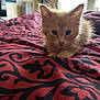 kitten, cat, orange_cat, pet, indoor, blanket, pattern, fur, animal, cute, resting, curious, bedroom, fan, window, soft_light, cozy, young_animal, closeup, feline