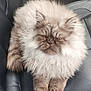 cat, fluffy, long_hair, pet, animal, feline, car_seat, leather, indoor, cute, resting, relaxed, mammal, fur, whiskers, paws, domestic_animal, seat, transportation, vehicle_interior