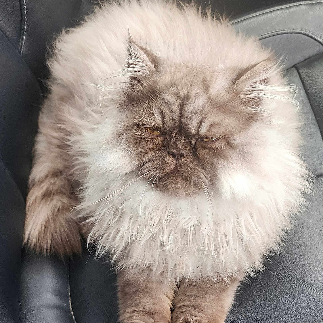 Bruno joined the competition — help win amazing prizes! animal, car_seat, cat, cute, domestic_animal, feline, fluffy, fur, indoor, leather, long_hair, mammal, paws, pet, relaxed, resting, seat, transportation, vehicle_interior, whiskers