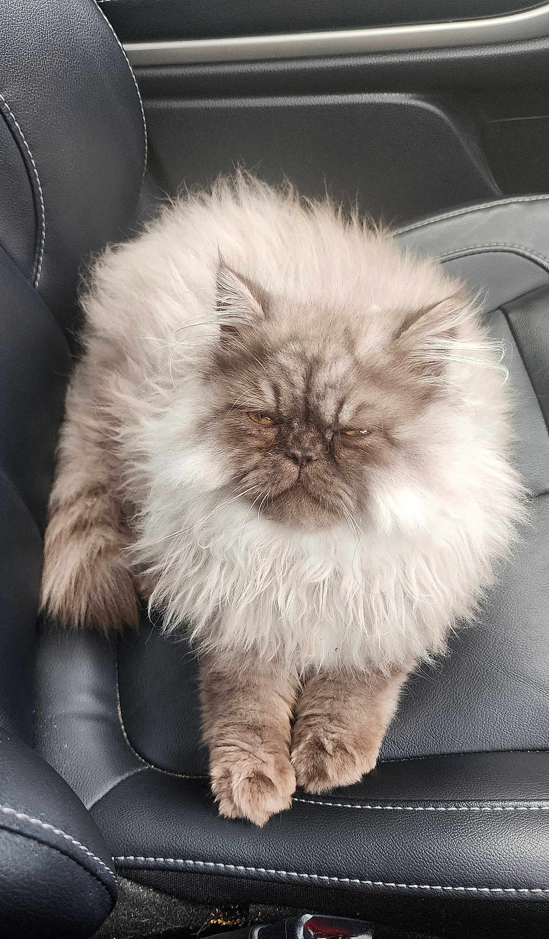 Bruno joined the competition — help win amazing prizes! cat, fluffy, long_hair, pet, animal, feline, car_seat, leather, indoor, cute, resting, relaxed, mammal, fur, whiskers, paws, domestic_animal, seat, transportation, vehicle_interior