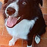 dog, border_collie, black_and_white, pet, animal, portrait, sitting, happy, smiling, tongue_out, fluffy, long_hair, white_chest, white_paws, brown_eyes, indoors, tile_floor, home, cute, photography