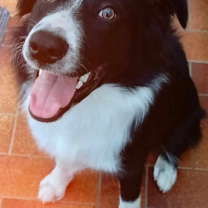 Bolt participe au concours pour gagner de l'argent avec cette photo : dog, border_collie, black_and_white, pet, animal, portrait, sitting, happy, smiling, tongue_out, fluffy, long_hair, white_chest, white_paws, brown_eyes, indoors, tile_floor, home, cute, photography