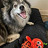 dog, fluffy, heterochromatic_eyes, brown_eye, blue_eye, smiling, pet_hair, black_cushion, plush_toy, orange_toy, pumpkin_toy, indoor, happy, cute, animal, pet, toy, fur, canine, resting