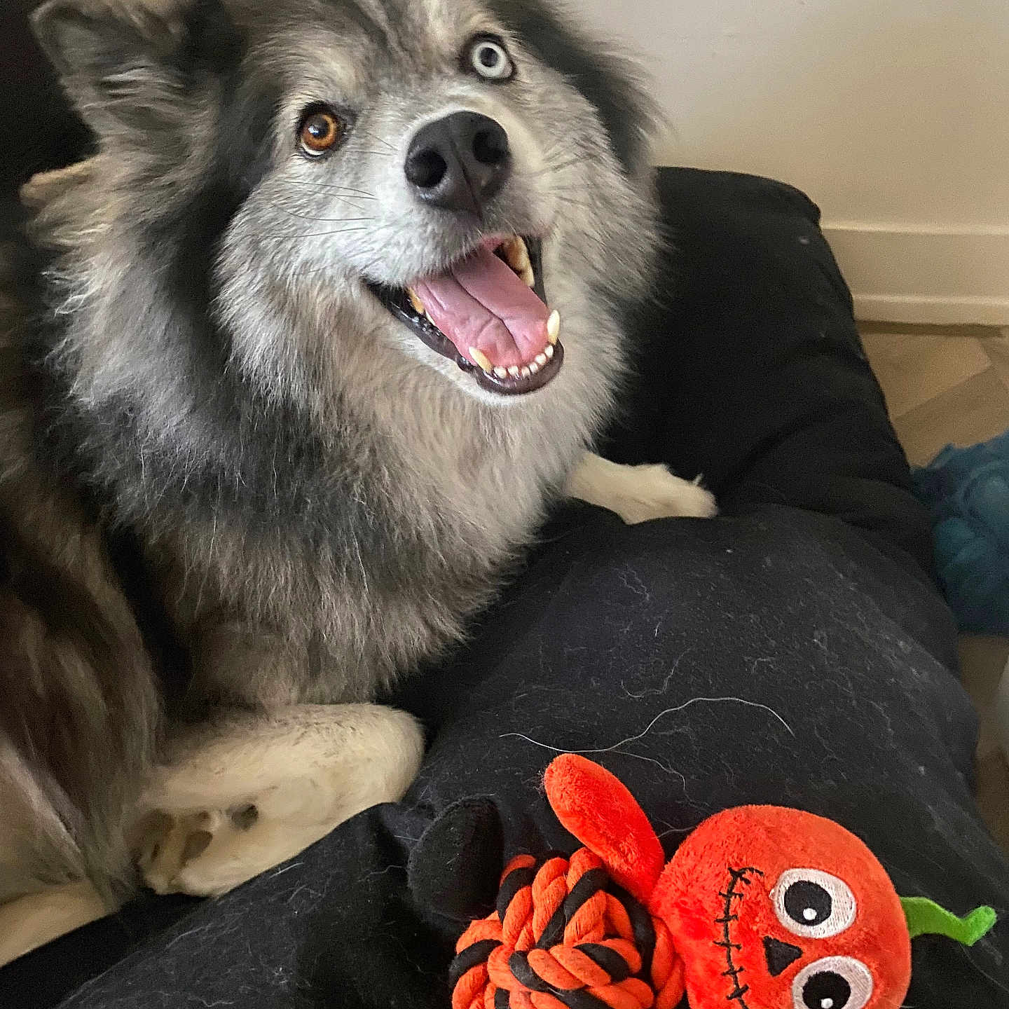 Kimbo participe au concours pour gagner de l'argent avec cette photo : dog, fluffy, heterochromatic_eyes, brown_eye, blue_eye, smiling, pet_hair, black_cushion, plush_toy, orange_toy, pumpkin_toy, indoor, happy, cute, animal, pet, toy, fur, canine, resting