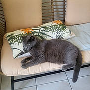 Doucette a rejoint le concours — aidez-le/la à gagner de superbes lots ! animal, bench, cat, cozy, cushion, domestic_animal, floor_tile, fur, furniture, gray_cat, green_eyes, home, indoor, mammal, pet, pillow, relaxed, resting, side_view, wicker