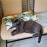animal, bench, cat, cozy, cushion, domestic_animal, floor_tile, fur, furniture, gray_cat, green_eyes, home, indoor, mammal, pet, pillow, relaxed, resting, side_view, wicker