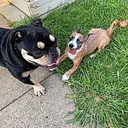 Fatboy is registered to the contest to win money with this photo: animal, black_dog, brown_dog, canine, daylight, dog, ears, fur, grass, happy, nature, outdoor, panting, pet, playful, puppy, sidewalk, smiling, tongue, tongue_out