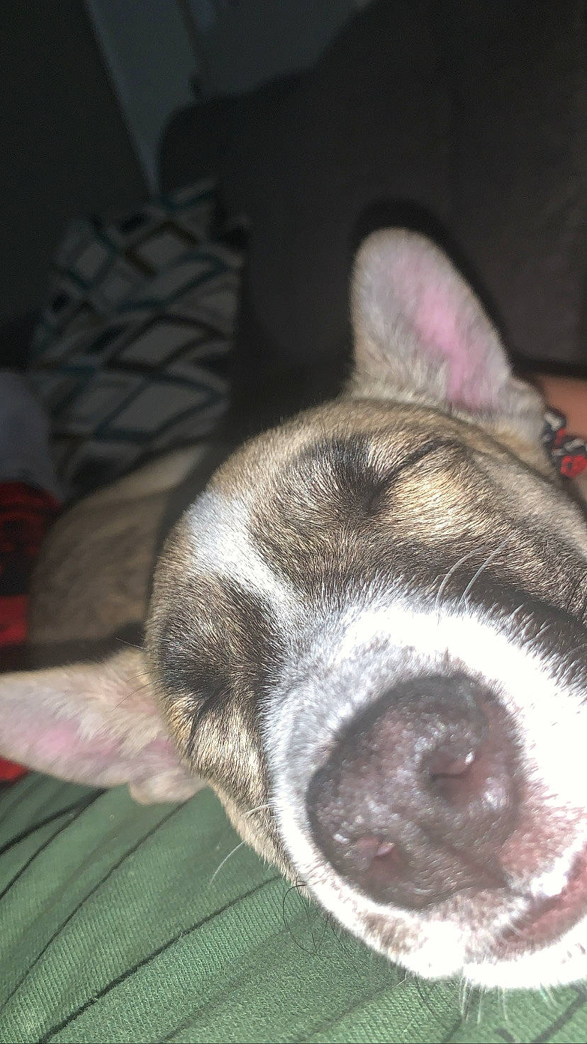 Bella joined the competition — help win amazing prizes! carnivore, companion_dog, dog, dog_breed, ear, fur, grey, snout, sporting_group, terrestrial_animal, whiskers, working_animal