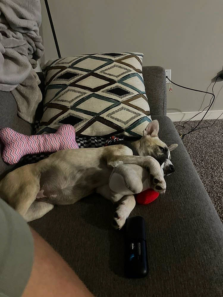 Bella joined the competition — help win amazing prizes! abdomen, bed, bed_sheet, bedding, chair, chest, comfort, flooring, foot, grey, human_leg, knee, linens, room, stuffed_toy, textile, thigh, toy, trunk, wood