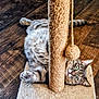 Marty Mae joined the competition — help win amazing prizes! cat, tabby, scratching_post, playing, wooden_floor, indoor, pet, feline, fur, green_eyes, curious, relaxed, paw, toy, pom_pom, cute, animal, home, cozy, resting