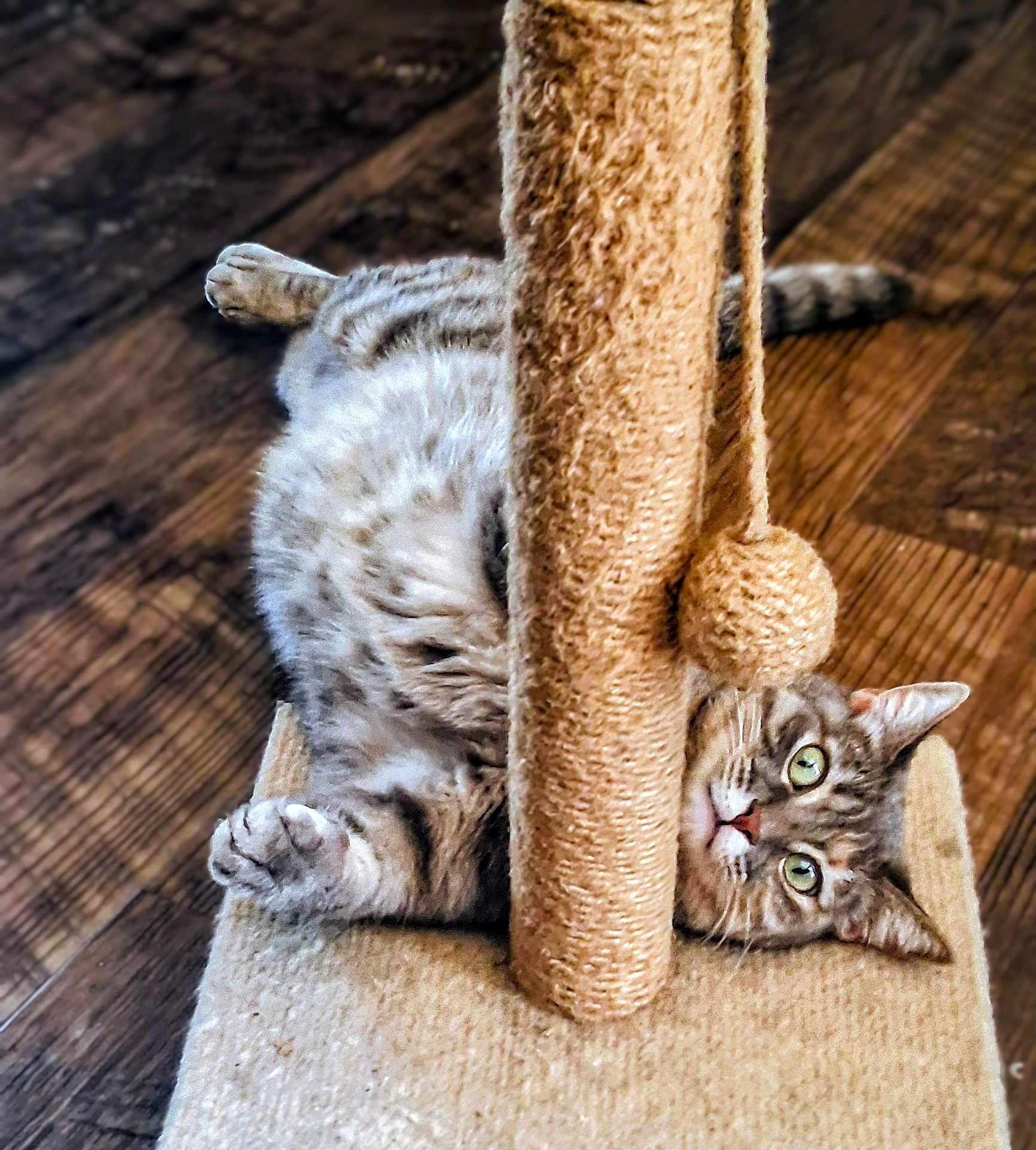 Marty Mae joined the competition — help win amazing prizes! cat, tabby, scratching_post, playing, wooden_floor, indoor, pet, feline, fur, green_eyes, curious, relaxed, paw, toy, pom_pom, cute, animal, home, cozy, resting