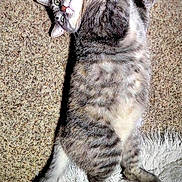 Marty Mae is registered to the contest to win money with this photo: cat, tabby, gray_cat, lying_down, carpet, rug, fluffy, pet, domestic_cat, relaxed, whiskers, tail, feline, indoor, fur, cute, animal, sleepy, playful, resting