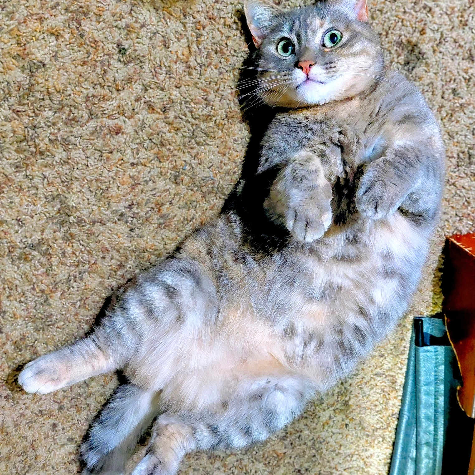 Marty Mae is registered to the contest to win money with this photo: animal, carpet, cat, cute, domestic, expression, feline, fur, gray_tabby, home, indoor, lying_down, paws, pet, playful, relaxed, soft, texture, whiskers, wide_eyes