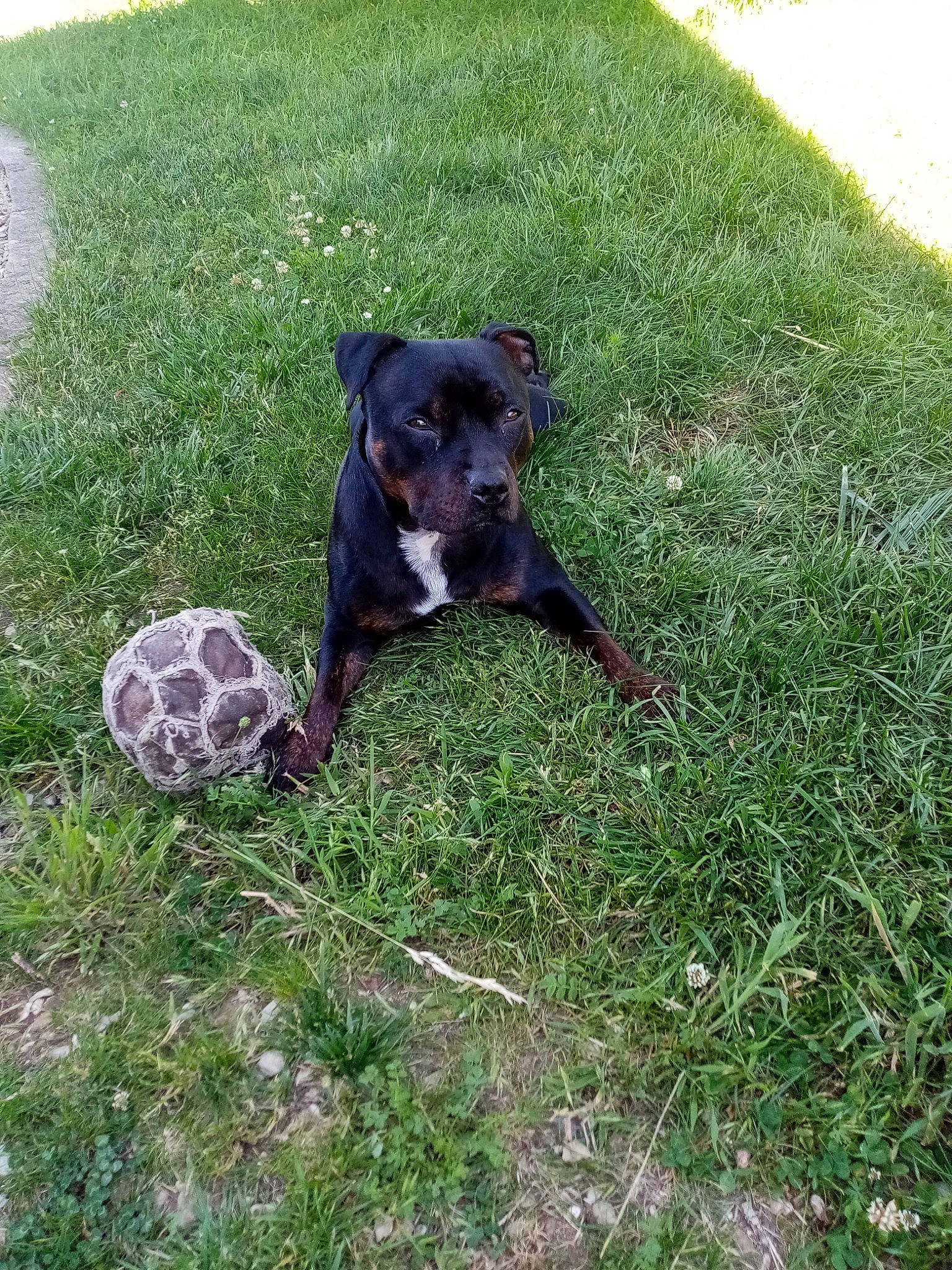 Daya participe au concours pour gagner de l'argent avec cette photo : ball, carnivore, companion_dog, dog, dog_breed, fawn, football, grass, grassland, groundcover, plant, snout, soccer_ball, sporting_group, sports_equipment, sports_toy, tail, terrestrial_animal, toy, working_animal