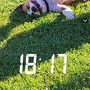 Zena participe au concours pour gagner de l'argent avec cette photo : dog, pet, animal, grass, lawn, outdoor, sunlight, lying_down, belly_up, playful, funny, collar, white_dog, brown_patches, short_hair, garden, backyard, social_media, screenshot, text_overlay