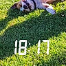 dog, pet, animal, grass, lawn, outdoor, sunlight, lying_down, belly_up, playful, funny, collar, white_dog, brown_patches, short_hair, garden, backyard, social_media, screenshot, text_overlay