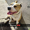 Zena a rejoint le concours — aidez-le/la à gagner de superbes lots ! dog, pet, animal, tongue_out, happy, sitting, outdoor, sunlight, concrete, wall, sidewalk, drain, collar, white_and_brown, short_hair, portrait, snapchat, phone_screen, text_overlay, shadow