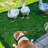Zena participe au concours pour gagner de l'argent avec cette photo : dog, bulldog, geese, birds, animals, outdoor, grass, lawn, backyard, standoff, pets, wildlife, white_feathers, orange_beaks, collar, leashless, sunlight, shadow, garden, paving_stones