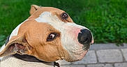 Zena participe au concours pour gagner de l'argent avec cette photo : dog, pit_bull, tan_and_white, short_hair, floppy_ears, black_nose, brown_eyes, collar, close_up, portrait, outdoor, grass, lawn, pavement, sidewalk, pet, animal, alert, funny_expression, daylight