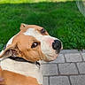 dog, pit_bull, tan_and_white, short_hair, floppy_ears, black_nose, brown_eyes, collar, close_up, portrait, outdoor, grass, lawn, pavement, sidewalk, pet, animal, alert, funny_expression, daylight