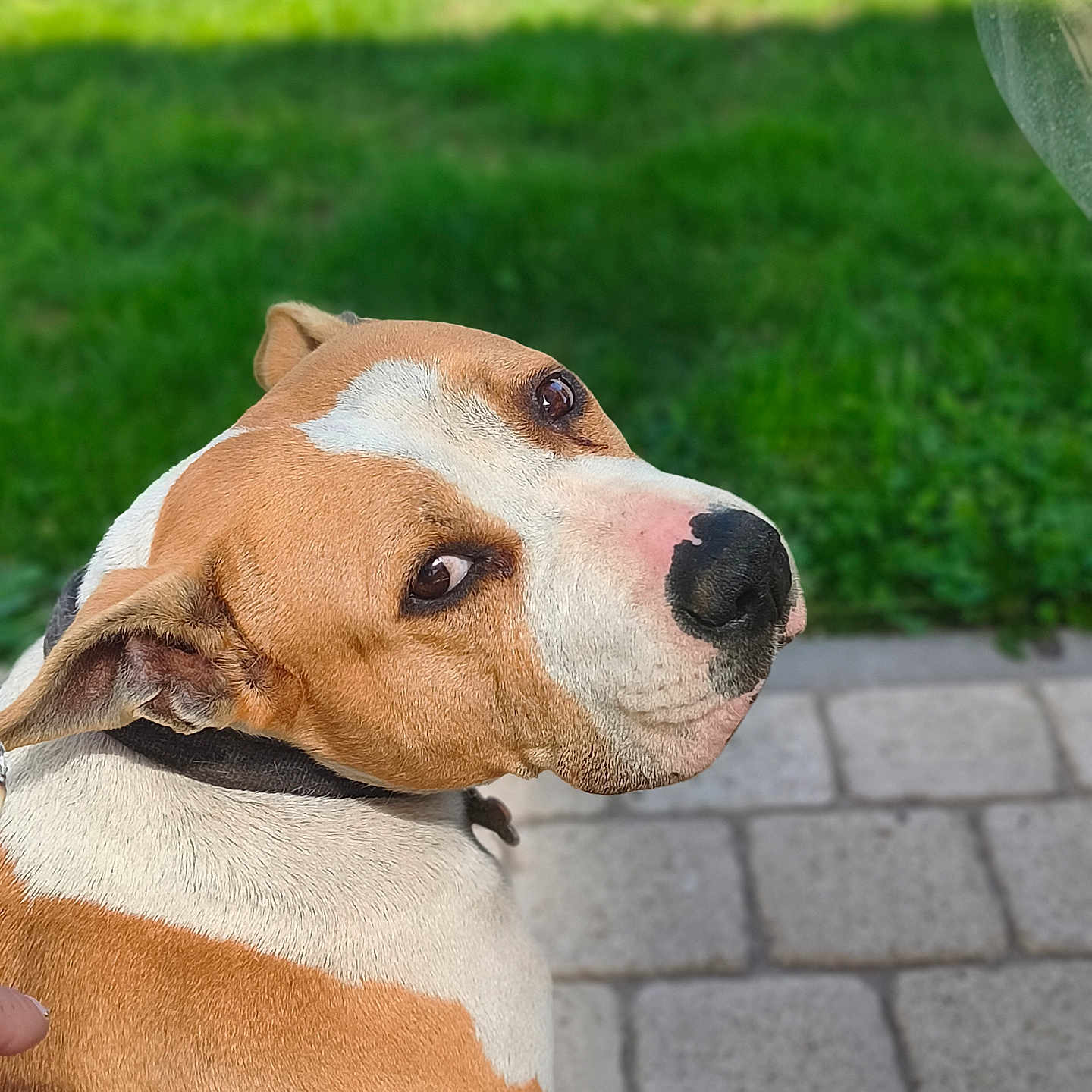 Zena participe au concours pour gagner de l'argent avec cette photo : dog, pit_bull, tan_and_white, short_hair, floppy_ears, black_nose, brown_eyes, collar, close_up, portrait, outdoor, grass, lawn, pavement, sidewalk, pet, animal, alert, funny_expression, daylight