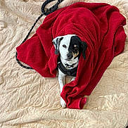 Bella Mae joined the competition — help win amazing prizes! dog, blanket, red_blanket, leash, outdoor, quilt, pet, animal, lying_down, black_and_white, fur, canine, resting, cozy, looking_at_camera, quiet, calm, domestic_animal, companion, relaxed