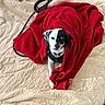 dog, blanket, red_blanket, leash, outdoor, quilt, pet, animal, lying_down, black_and_white, fur, canine, resting, cozy, looking_at_camera, quiet, calm, domestic_animal, companion, relaxed