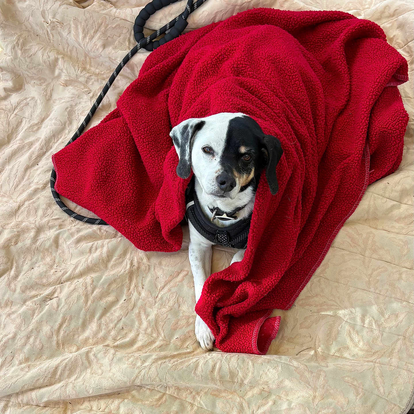 Bella Mae joined the competition — help win amazing prizes! dog, blanket, red_blanket, leash, outdoor, quilt, pet, animal, lying_down, black_and_white, fur, canine, resting, cozy, looking_at_camera, quiet, calm, domestic_animal, companion, relaxed