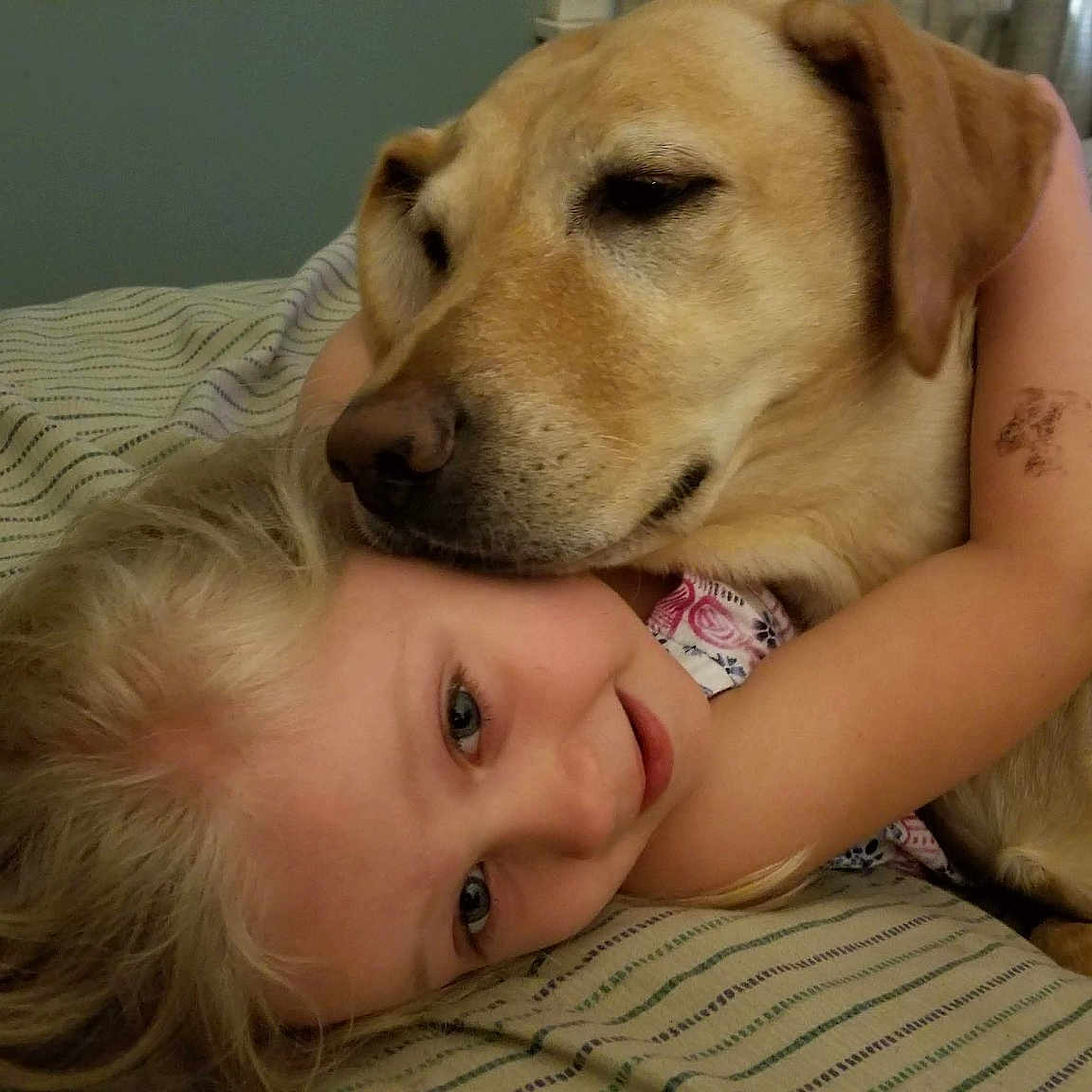 Susan is registered to the contest to win money with this photo: canidae, carnivore, comfort, companion_dog, dog, dog_breed, fawn, fur, gesture, happy, nose, paw, retriever, selfie, sitting, smile, snout, sporting_group, whiskers, working_animal