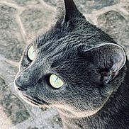 Sensei joined the competition — help win amazing prizes! animal, cat, close_up, curious, cute, domestic_cat, feline, fur, gray_cat, green_eyes, looking_away, mammal, nature, outdoor, pet, portrait, soft_light, stone_floor, texture, whiskers