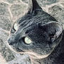 animal, cat, close_up, curious, cute, domestic_cat, feline, fur, gray_cat, green_eyes, looking_away, mammal, nature, outdoor, pet, portrait, soft_light, stone_floor, texture, whiskers