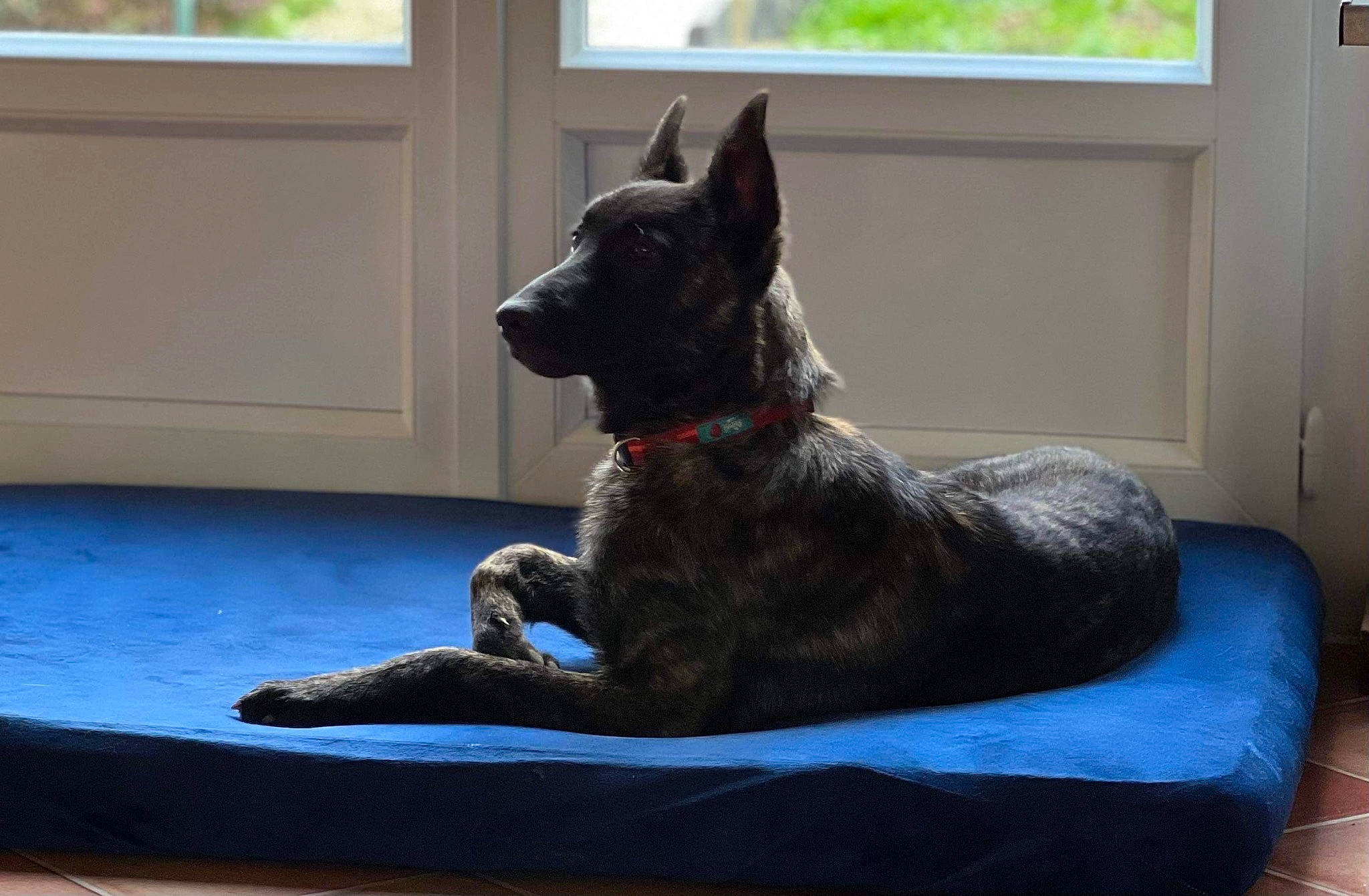 Tokyo participe au concours pour gagner de l'argent avec cette photo : canidae, carnivore, comfort, companion_dog, dog, dog_breed, flooring, fur, guard_dog, metal, non_sporting_group, sculpture, sitting, snout, sporting_group, tail, terrestrial_animal, window, working_animal, working_dog