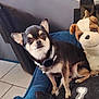 chihuahua, dog, pet, plush_toy, blue_bed, indoor, tile_floor, collar, small_dog, cute, animal, fur, ears, toy, cozy, resting, companion, brown, white, black