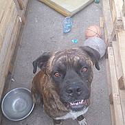 Falco a rejoint le concours — aidez-le/la à gagner de superbes lots ! dog, brindle, pet, animal, canine, smiling, teeth, floor, concrete, wooden_pallets, water_bowl, basketball, ball, outdoor, looking_up, ears, eyes, paws, playful, friendly