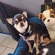 Milou a rejoint le concours — aidez-le/la à gagner de superbes lots ! chihuahua, dog, pet, plush_toy, blue_bed, indoor, tile_floor, collar, small_dog, cute, animal, fur, ears, toy, cozy, resting, companion, brown, white, black