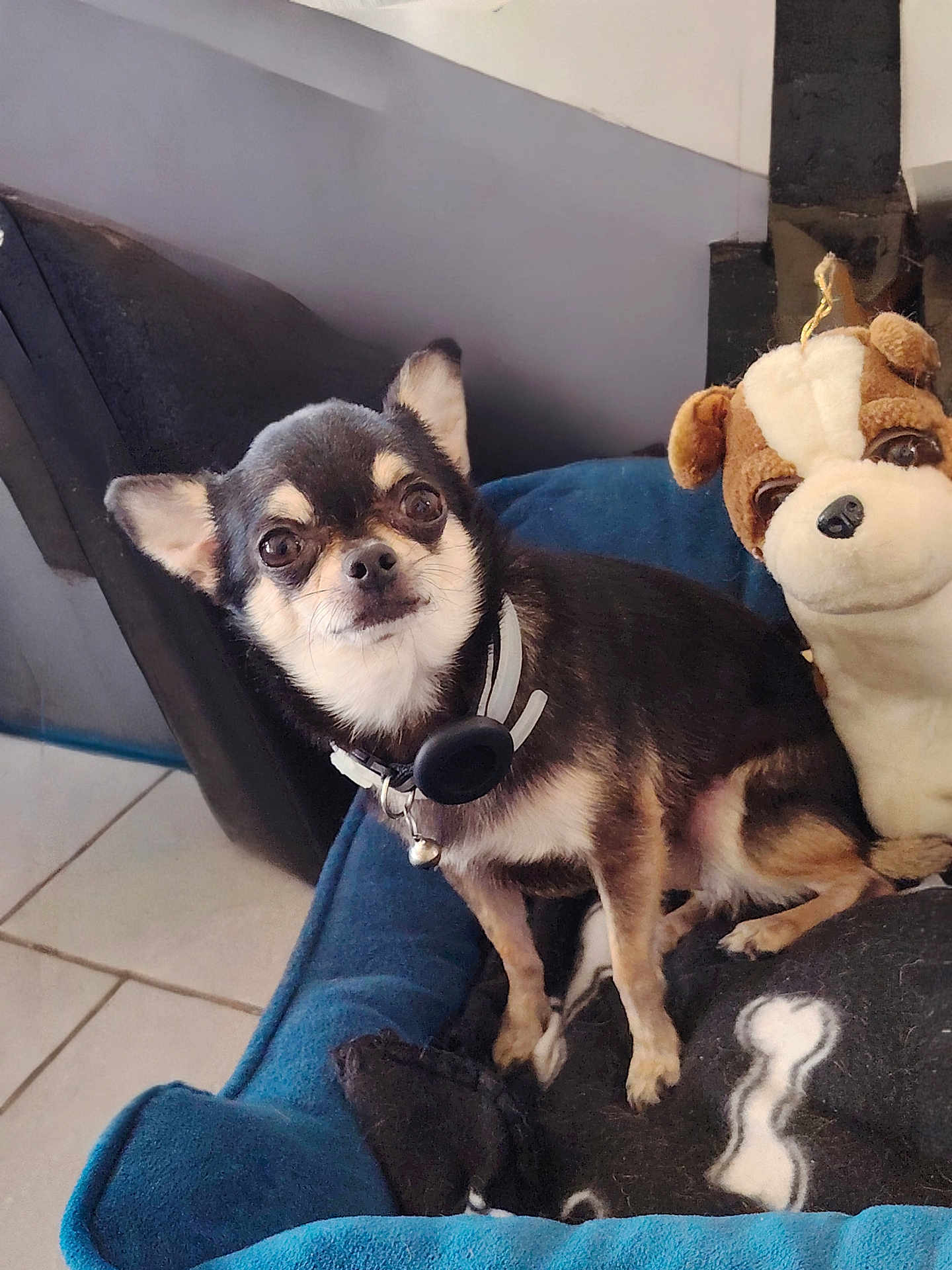 Milou a rejoint le concours — aidez-le/la à gagner de superbes lots ! chihuahua, dog, pet, plush_toy, blue_bed, indoor, tile_floor, collar, small_dog, cute, animal, fur, ears, toy, cozy, resting, companion, brown, white, black