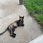 Miss Maam joined the competition — help win amazing prizes! animal, cat, concrete, curious, daylight, domestic_animal, feline, grass, greenery, looking, nature, one_animal, outdoor, pavement, pet, quiet, relaxed, resting, sidewalk, tortoiseshell_cat