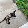 animal, cat, concrete, curious, daylight, domestic_animal, feline, grass, greenery, looking, nature, one_animal, outdoor, pavement, pet, quiet, relaxed, resting, sidewalk, tortoiseshell_cat