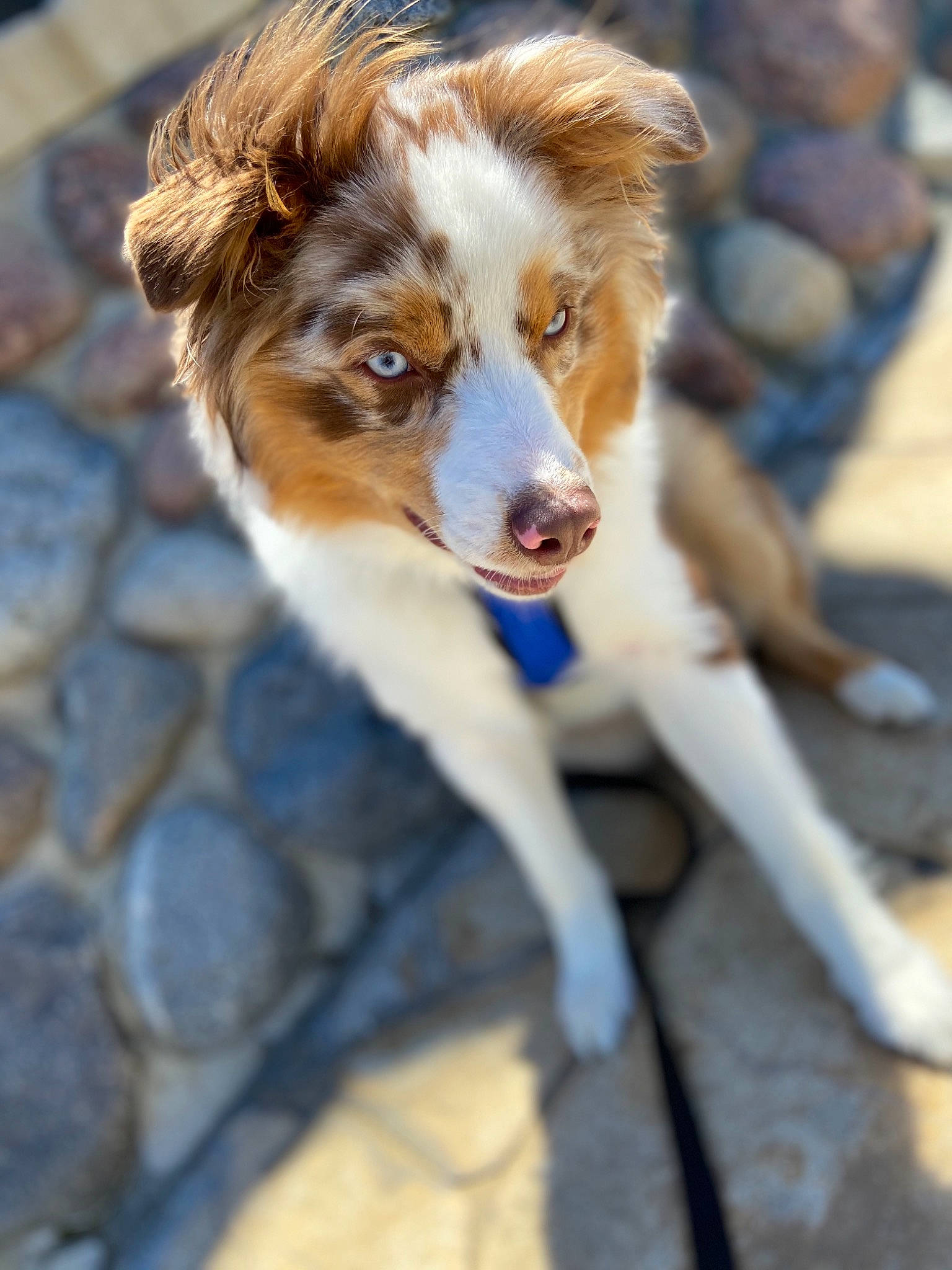 Brewski joined the competition — help win amazing prizes! australian_collie, australian_shepherd, border_collie, canidae, carnivore, companion_dog, dog, dog_breed, herding_dog, mammal, miniature_australian_shepherd, sporting_group, vertebrate, welsh_sheepdog, working_dog