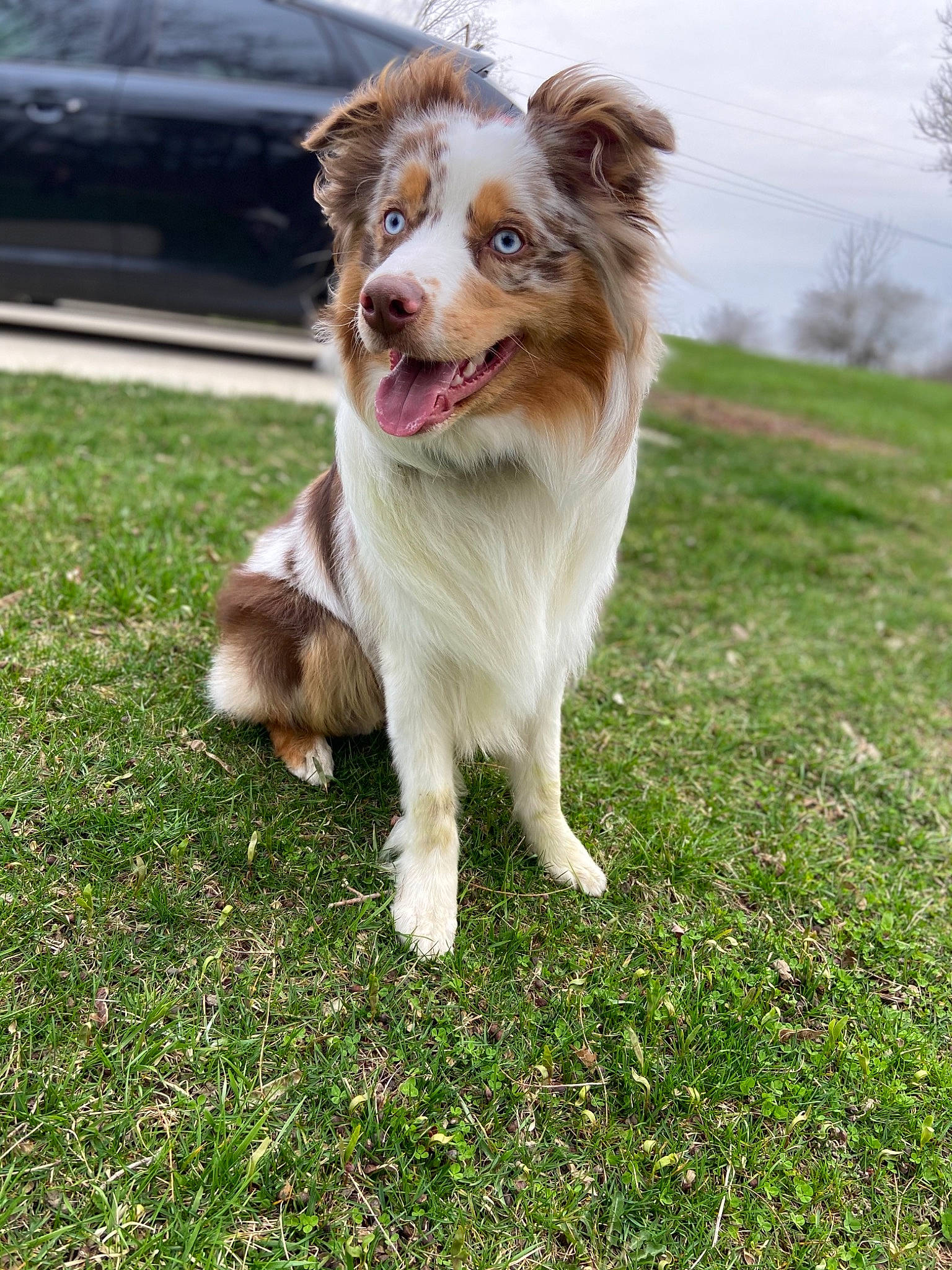 Brewski joined the competition — help win amazing prizes! australian_collie, australian_shepherd, border_collie, canidae, carnivore, companion_dog, dog, dog_breed, grass, herding_dog, mammal, miniature_australian_shepherd, sporting_group, vertebrate, welsh_sheepdog, working_dog