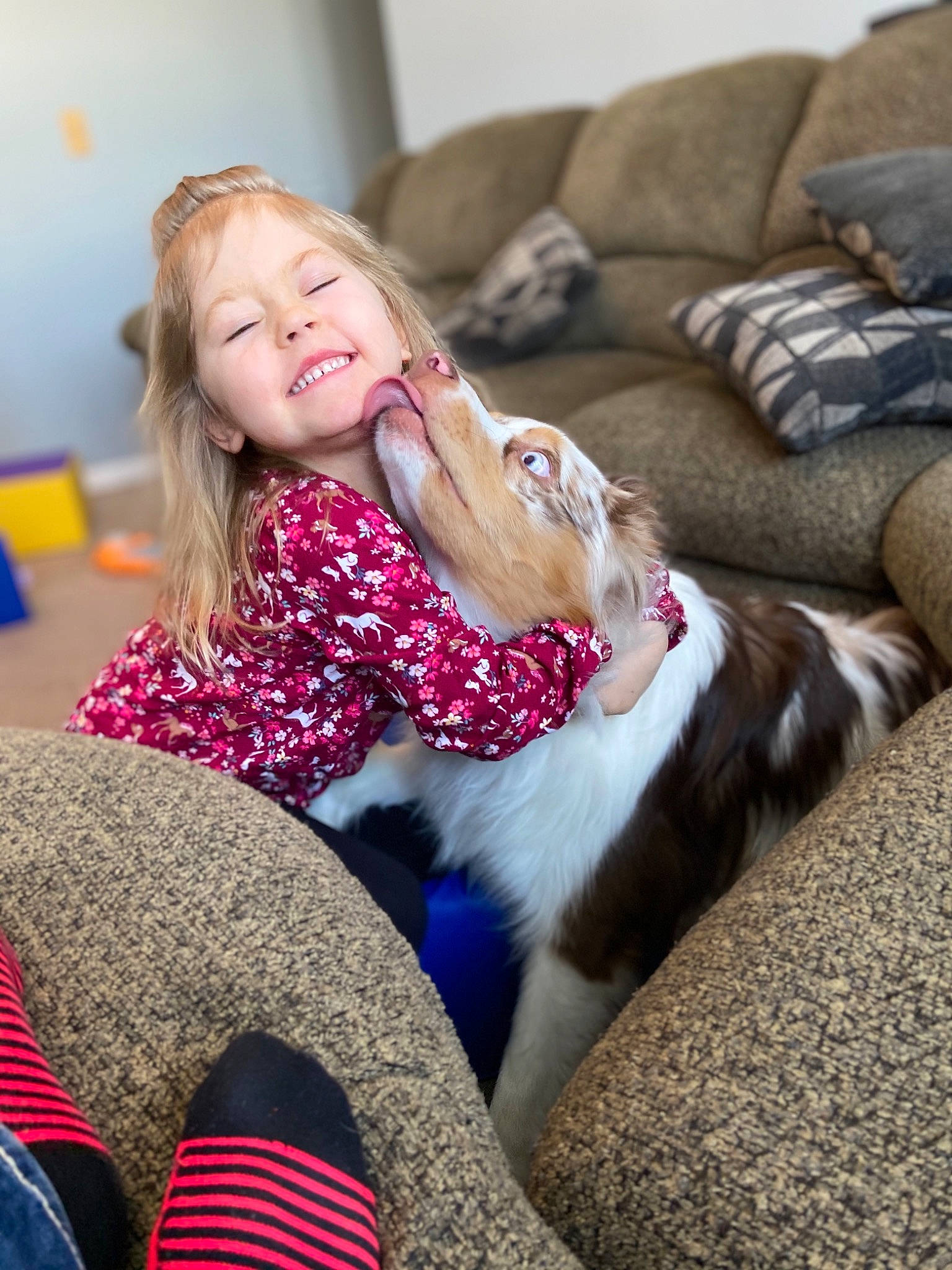 Brewski is registered to the contest to win money with this photo: canidae, carnivore, companion_dog, couch, dog, dog_breed, fur, leg, long_hair, sitting, sporting_group, thigh