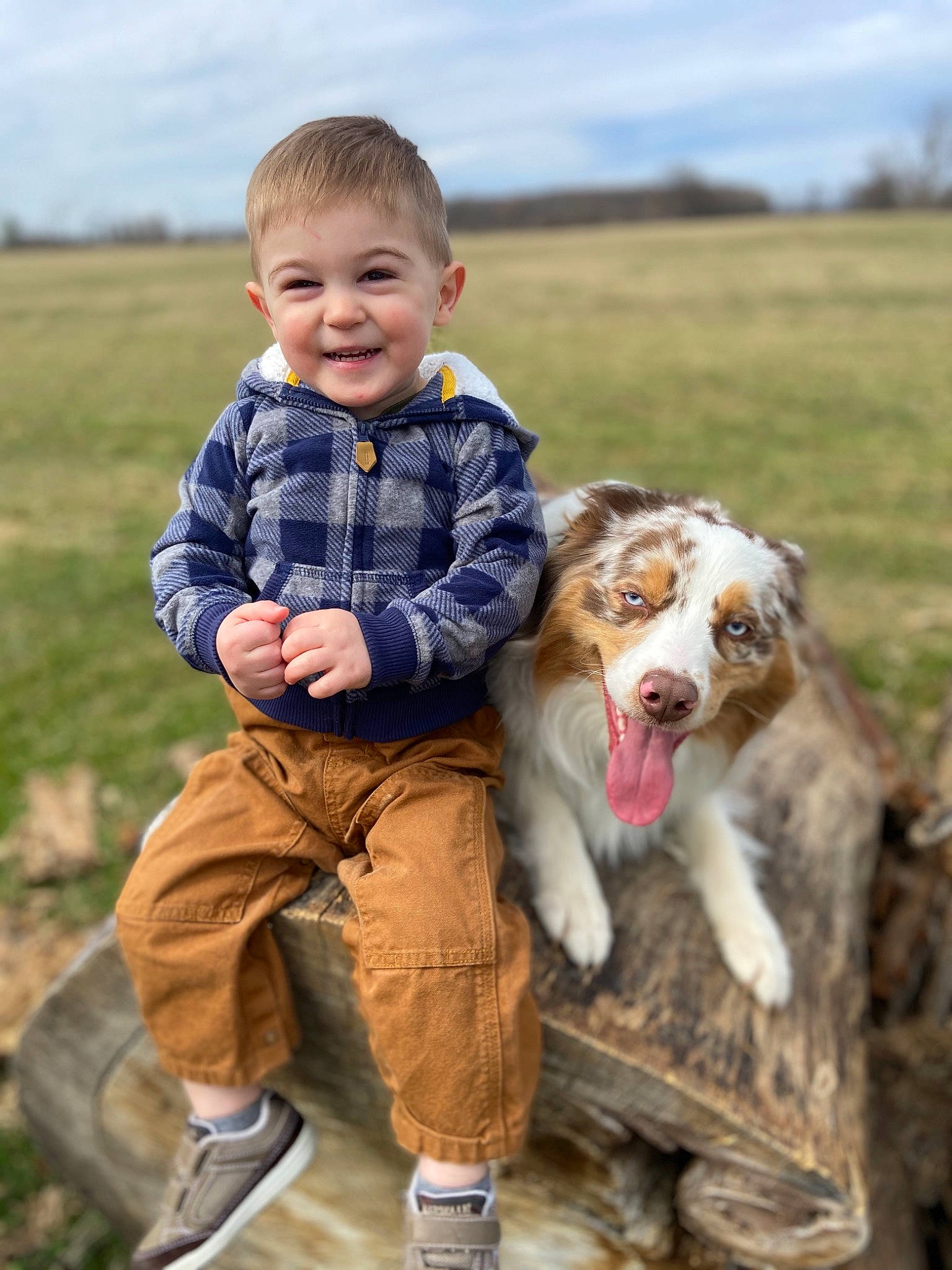 Brewski joined the competition — help win amazing prizes! australian_shepherd, canidae, carnivore, child, companion_dog, dog, dog_breed, fun, grass, happy, mammal, miniature_australian_shepherd, play, smile, sporting_group, toddler, working_dog