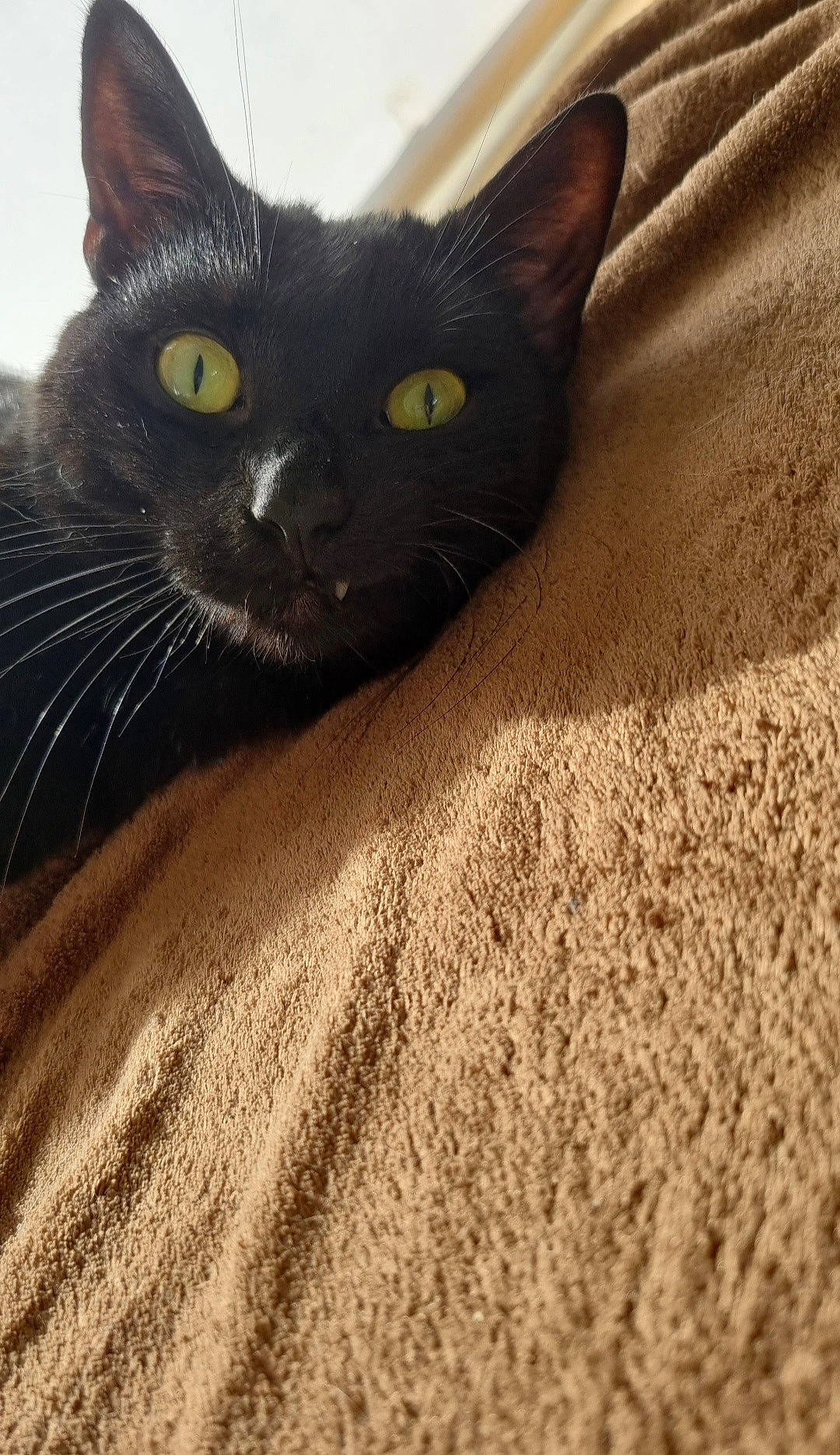 Leyla participe au concours pour gagner de l'argent avec cette photo : black_cat, bombay, carnivore, cat, comfort, domestic_short_haired_cat, felidae, fur, grass, grey, paw, sand, small_to_medium_sized_cats, snout, soil, tail, terrestrial_animal, whiskers, wood