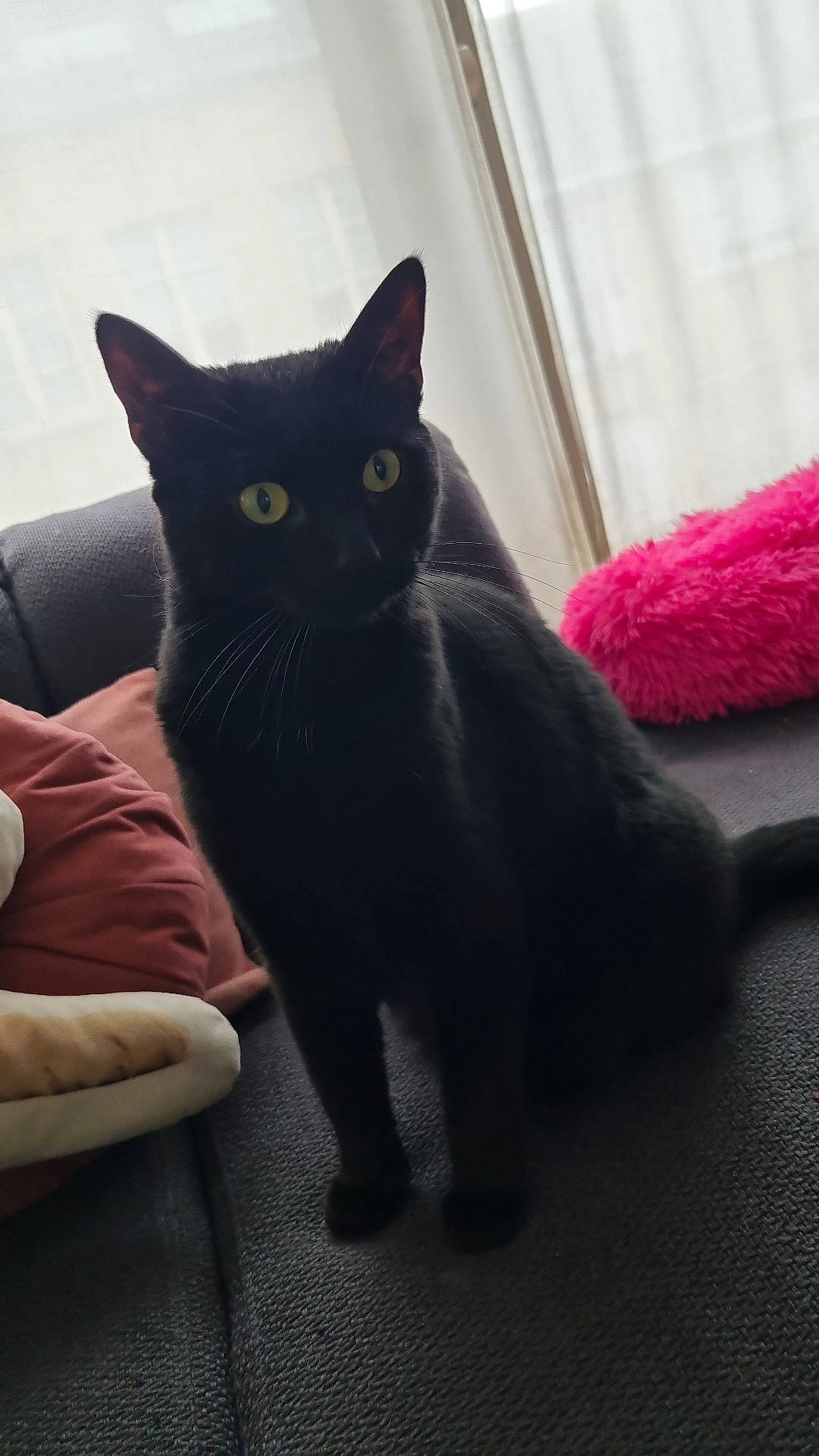 Leyla a rejoint le concours — aidez-le/la à gagner de superbes lots ! black_cat, carnivore, cat, claw, comfort, domestic_short_haired_cat, felidae, fur, grey, paw, small_to_medium_sized_cats, snout, tail, terrestrial_animal, whiskers