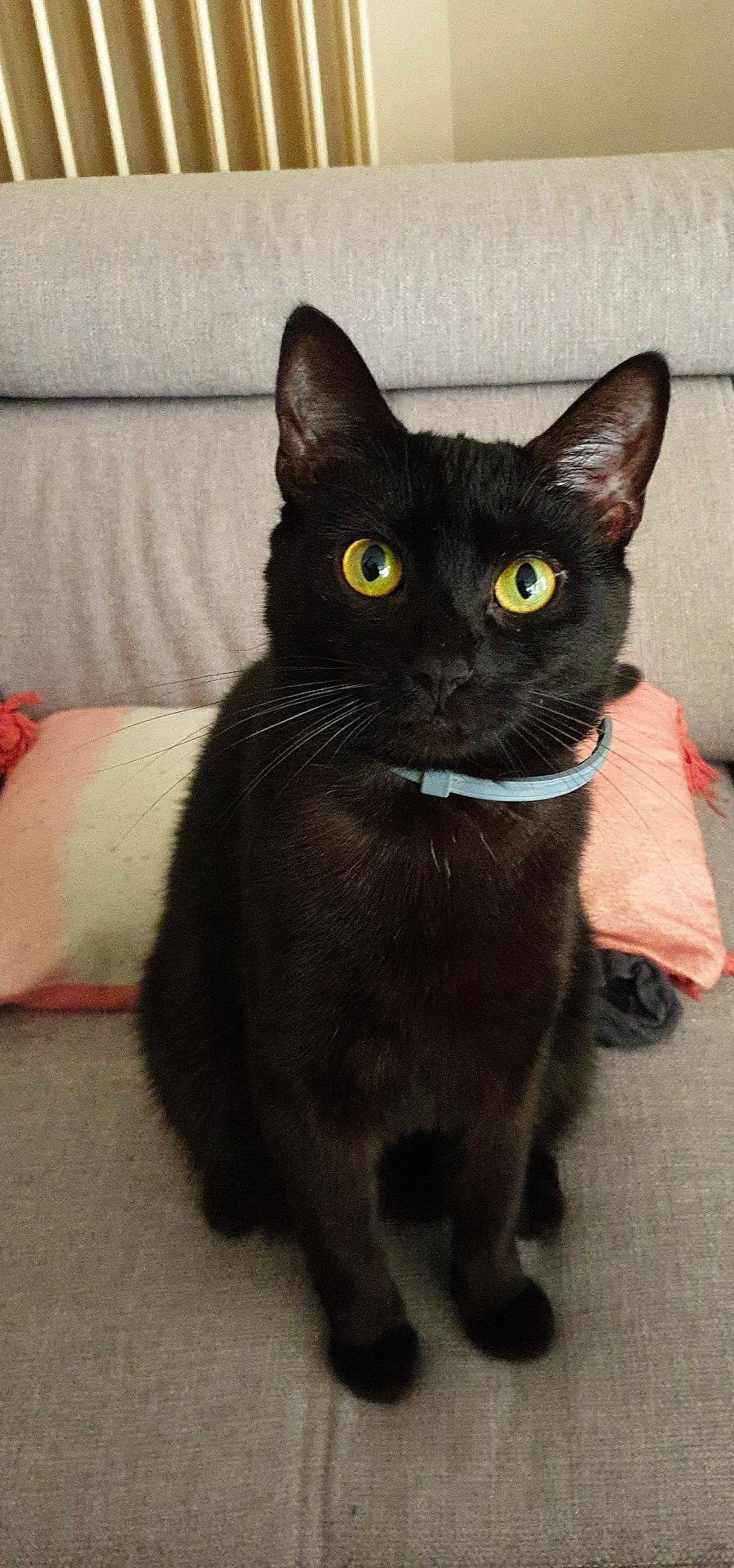 Leyla a rejoint le concours — aidez-le/la à gagner de superbes lots ! black_cat, bombay, carnivore, cat, claw, collar, domestic_short_haired_cat, felidae, fur, iris, paw, small_to_medium_sized_cats, snout, tail, terrestrial_animal, whiskers