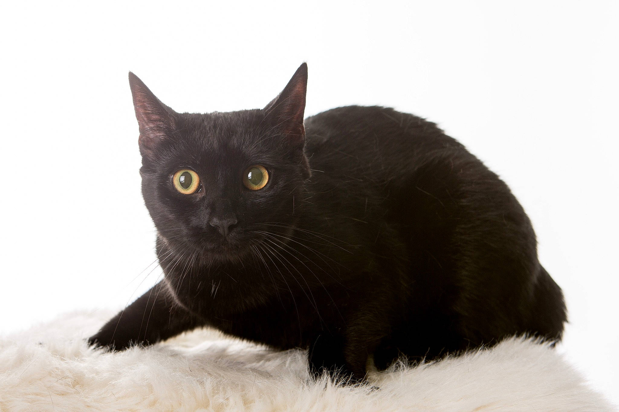 Leyla participe au concours pour gagner de l'argent avec cette photo : black_cat, bombay, carnivore, cat, domestic_short_haired_cat, felidae, fur, havana_brown, small_to_medium_sized_cats, tail, terrestrial_animal, tree, whiskers, window